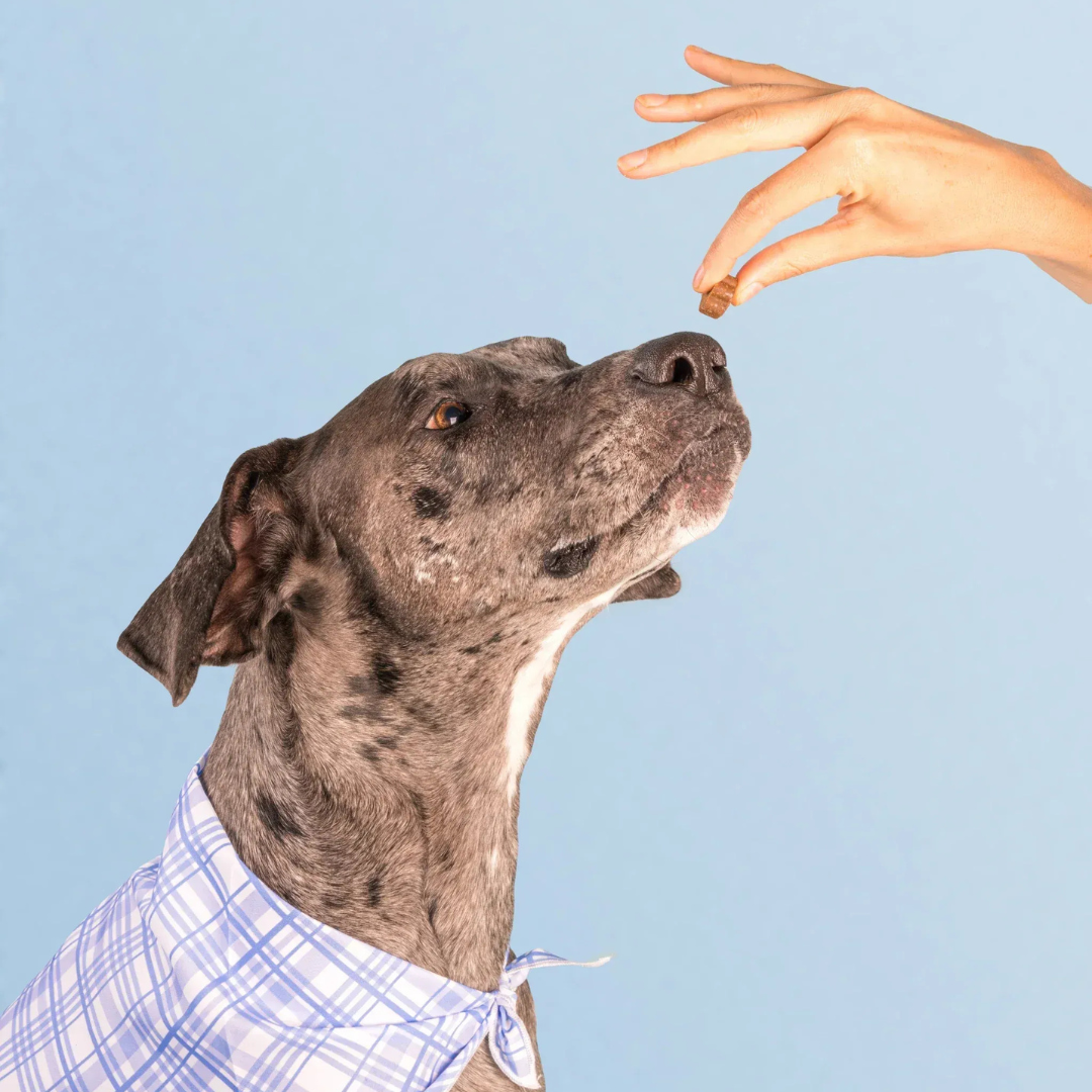 Longevidad DM-01™ Multivitamínico 5-en-1 Para perros que necesitan más años de vida saludable | Mejoras visibles en 3 semanas